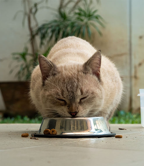 qué comer gato esterilizado